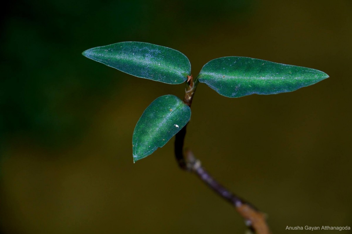 Zeuxine regia (Lindl.) Trimen